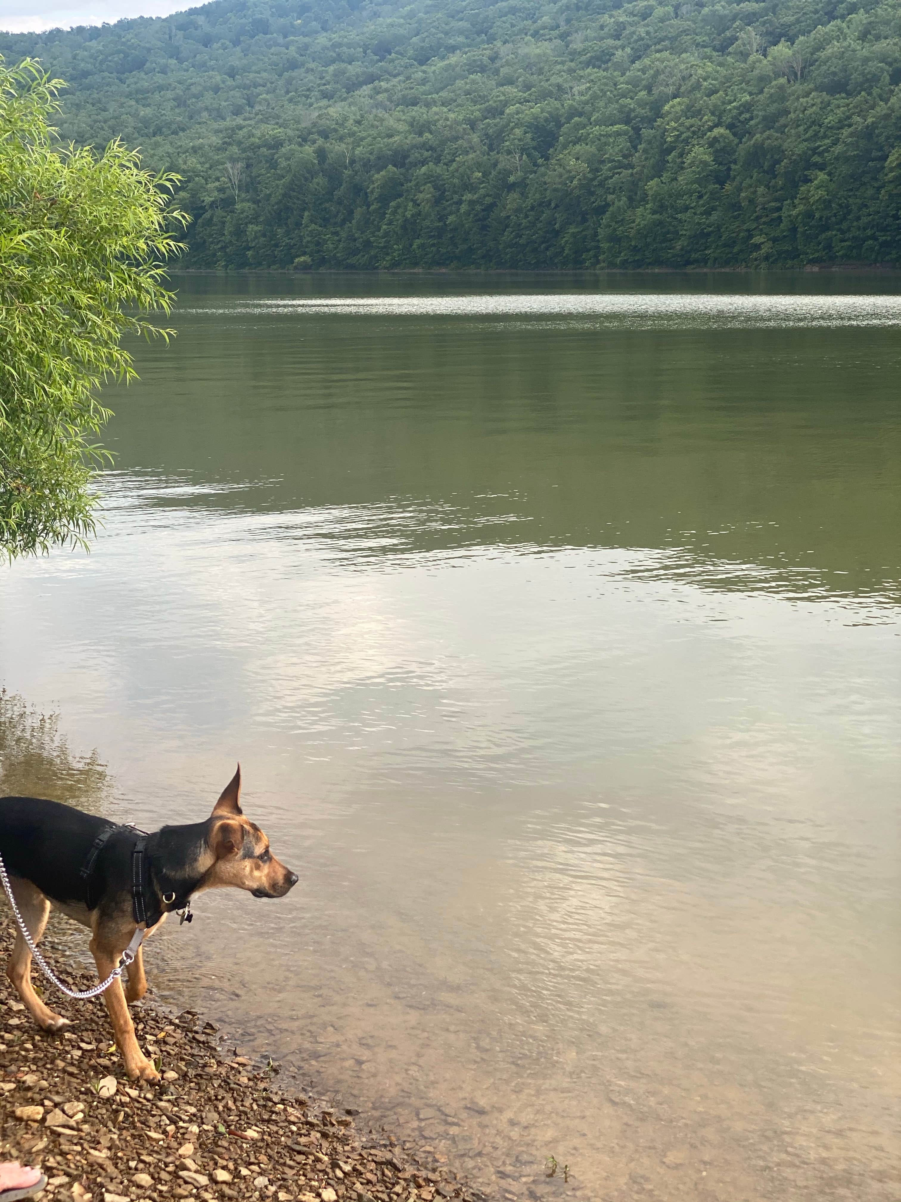 Sheila P.'s photo of camping with pets at Red Bridge Recreation Area - Allegheny National Forest near Limestone, NY