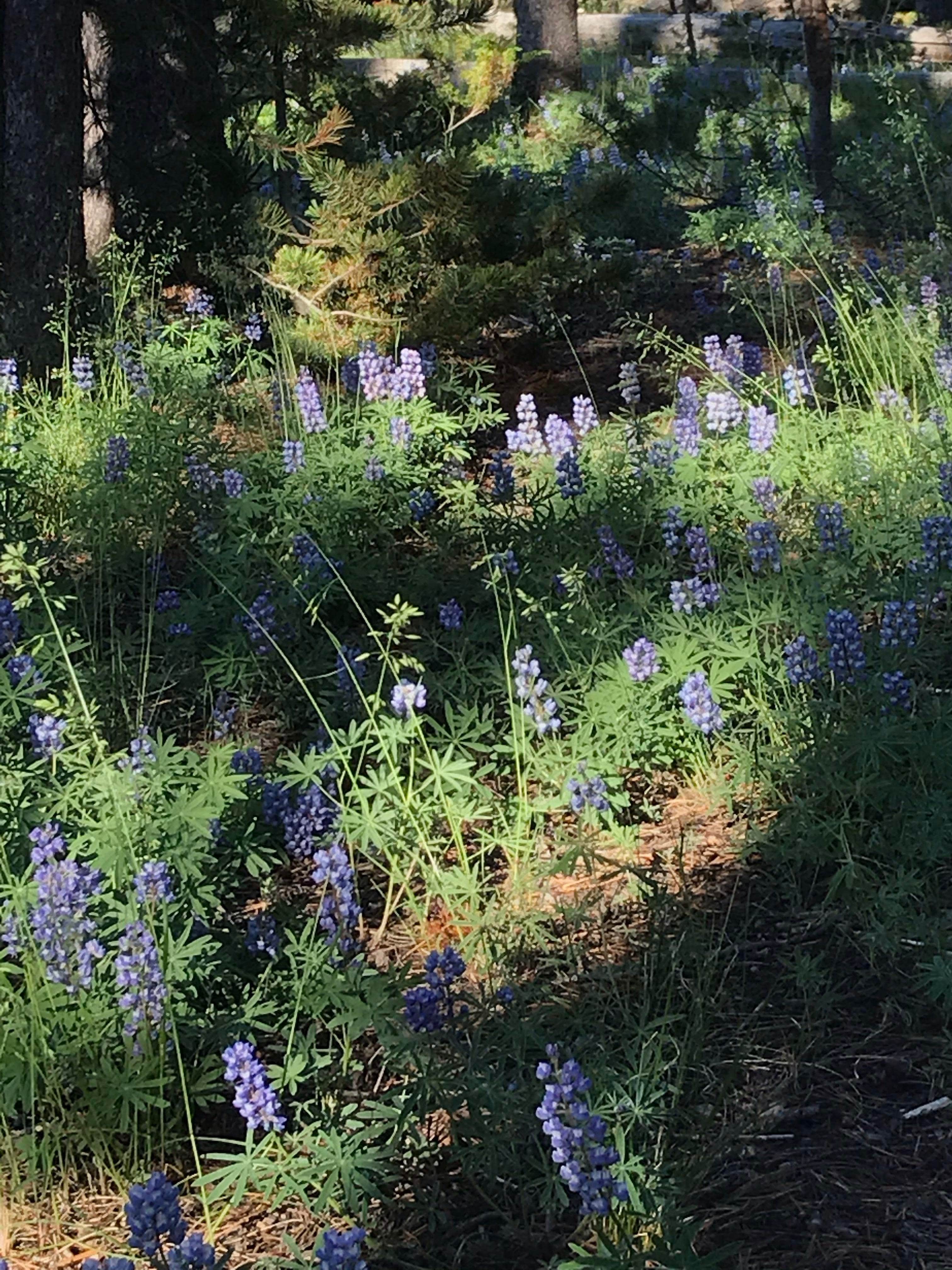 Camper-submitted photo at 4D2 Yellowstone National Park Backcountry — Yellowstone National Park near Yellowstone National Park