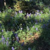 Review photo of 4D2 - Ice Lake East - Yellowstone NP Back Country campsite by Rachel A., August 1, 2020