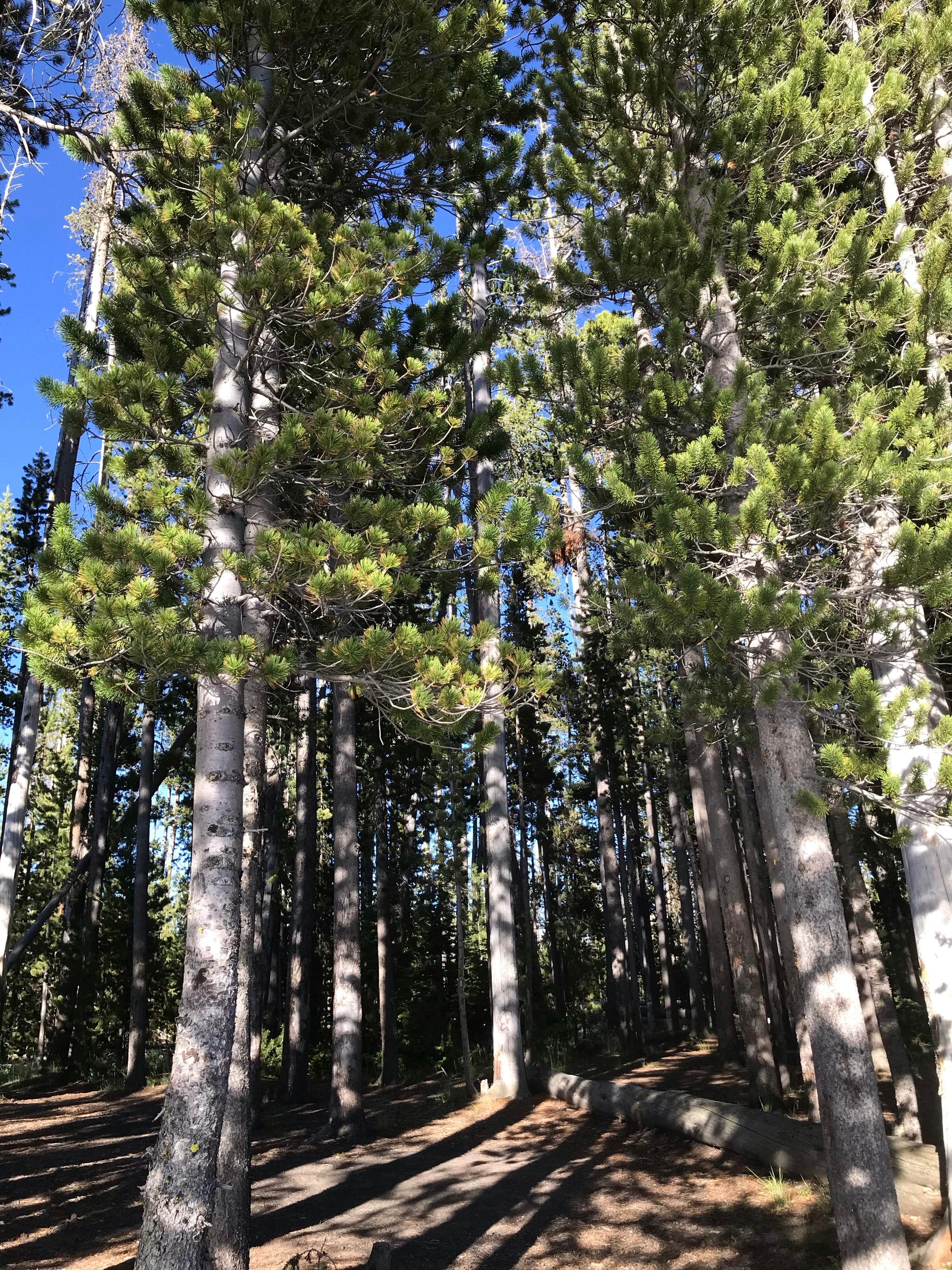 Camper submitted image from 4D2 - Ice Lake East - Yellowstone NP Back Country campsite - 4