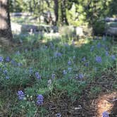 Review photo of 4D2 - Ice Lake East - Yellowstone NP Back Country campsite by Rachel A., August 1, 2020