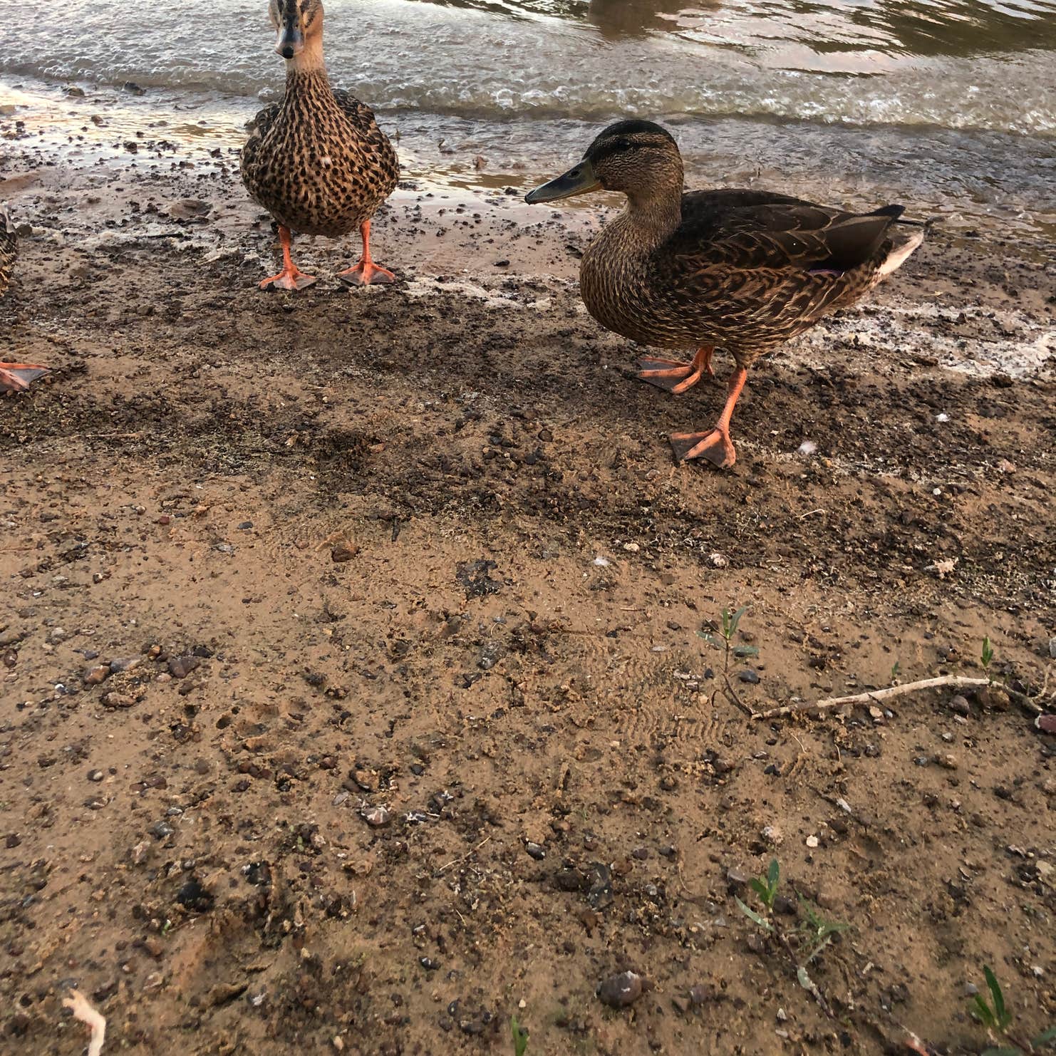 Pilot Knoll Park Campground Camping | The Dyrt