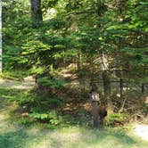 Review photo of Aroostook State Park Campground by Jean C., August 1, 2020