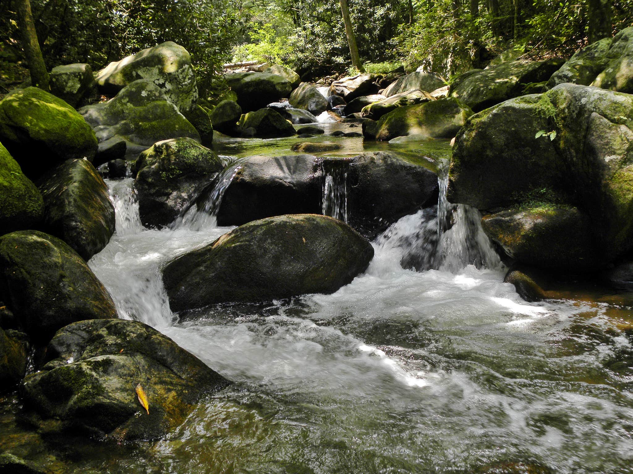 Camper-submitted photo at Jones Gap State Park Campground near Hendersonville, NC