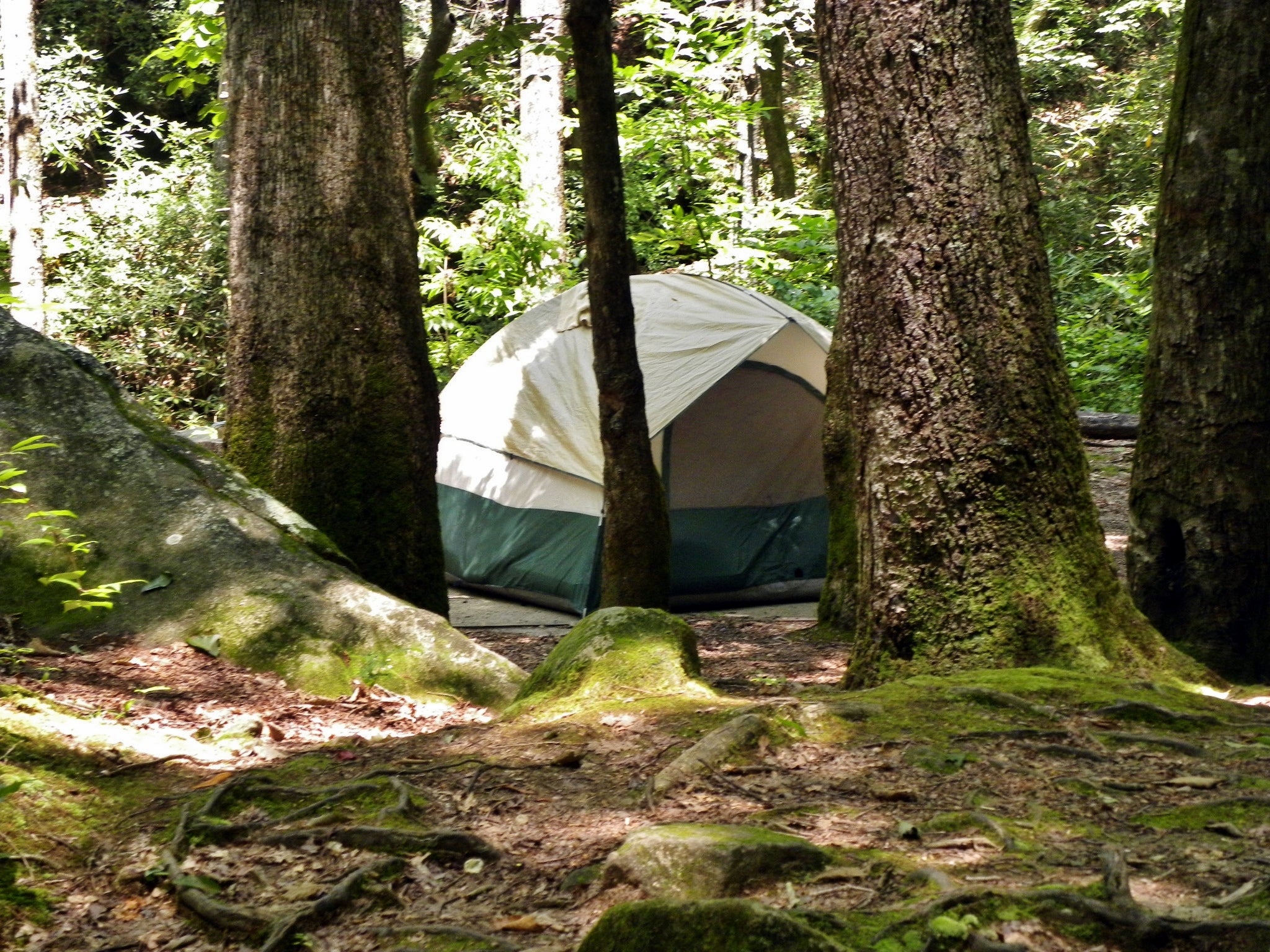 Campsite 8 is just a short walk from the main trail, and it sits beside the creek.