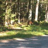 Review photo of Lake Michigan Campground at Muskegon State Park Campground by Shelly B., August 1, 2020