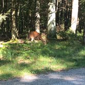 Review photo of Lake Michigan Campground at Muskegon State Park Campground by Shelly B., August 1, 2020