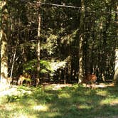 Review photo of Lake Michigan Campground at Muskegon State Park Campground by Shelly B., August 1, 2020