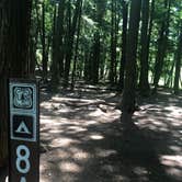 Review photo of Manistee River Trail Dispersed Camping by Shelly B., August 1, 2020