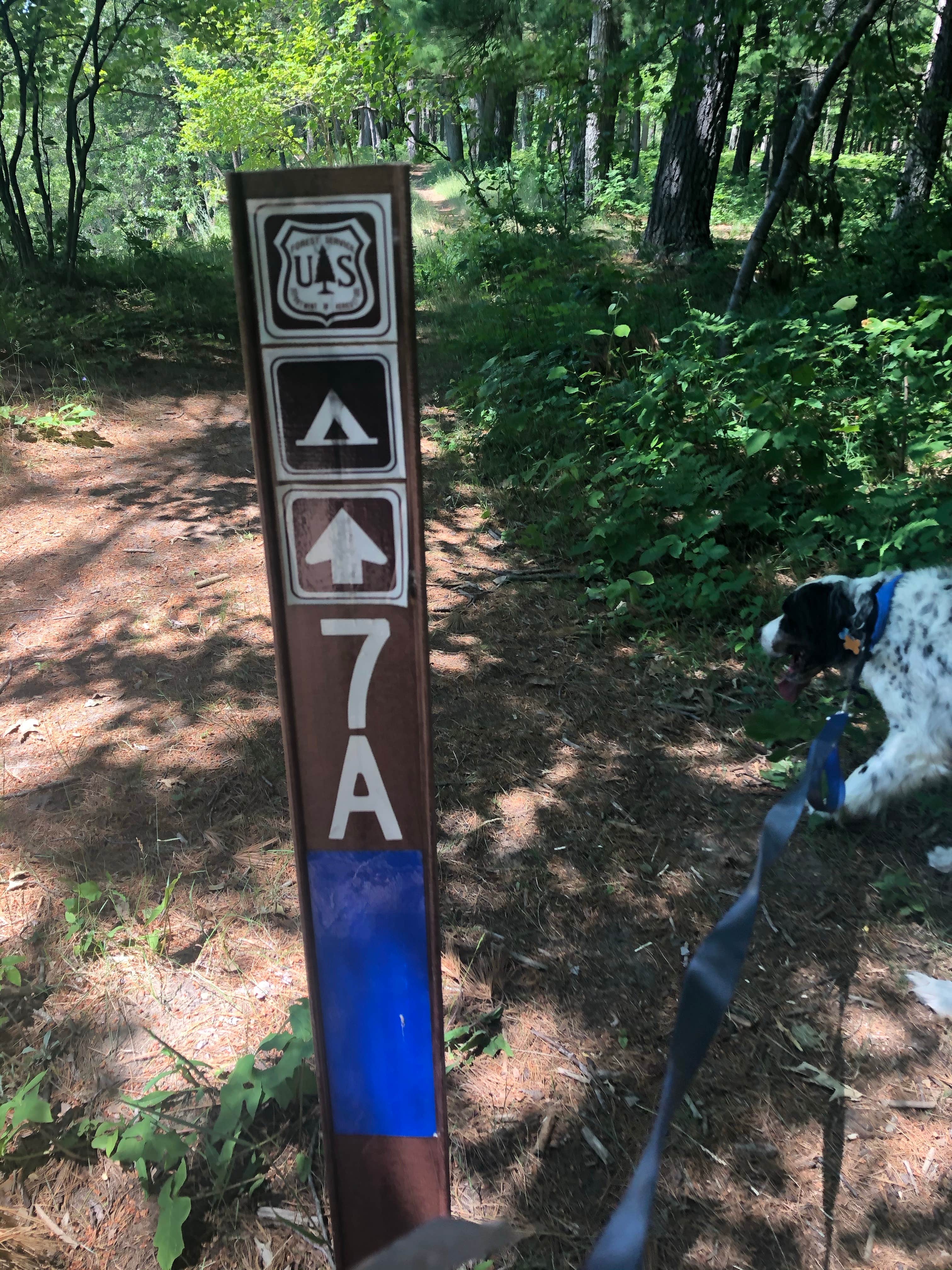 Camper-submitted photo at Manistee River Trail Dispersed Camping near Ludington, MI