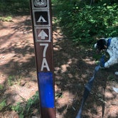 Review photo of Manistee River Trail Dispersed Camping by Shelly B., August 1, 2020