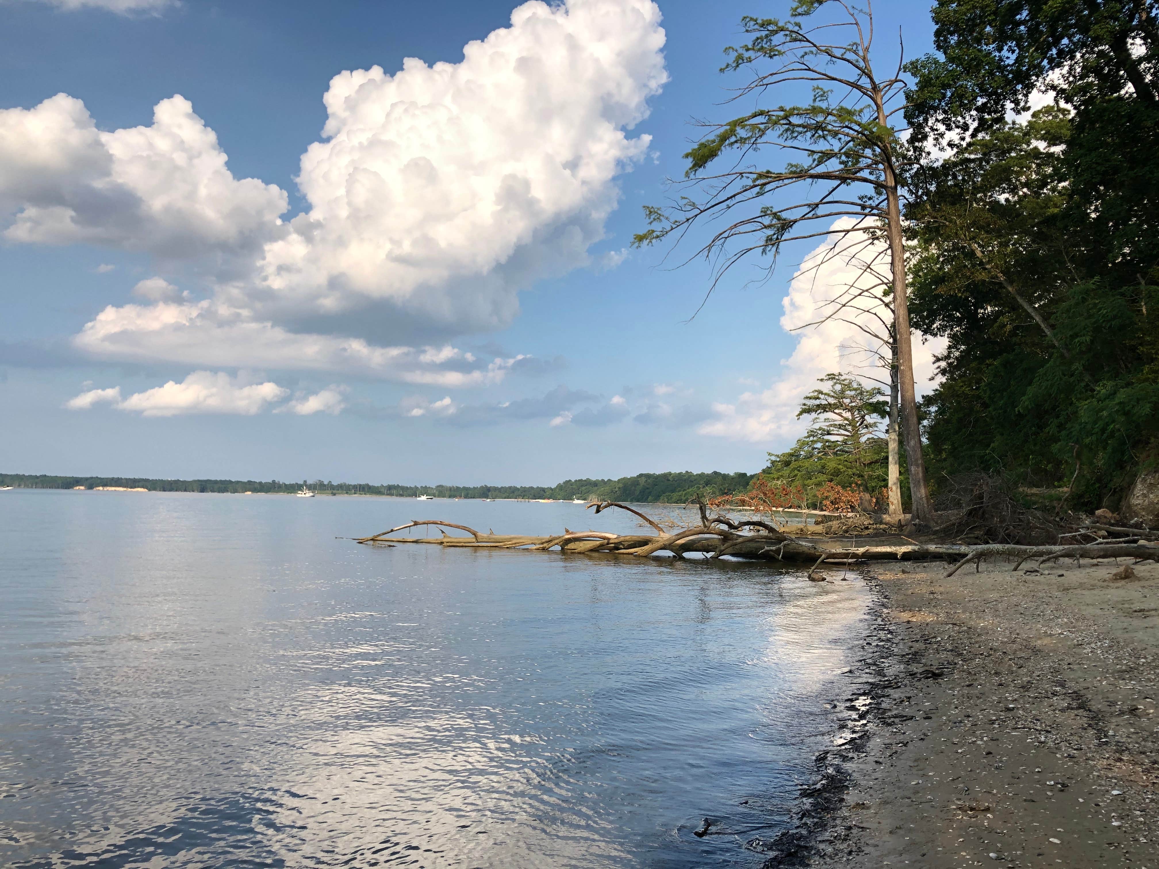 Camper-submitted photo at Chippokes State Park Campground near Newport News, VA
