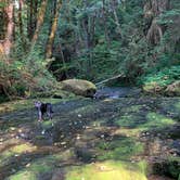 Review photo of Mineral Forest Camp by Sean P., August 1, 2020