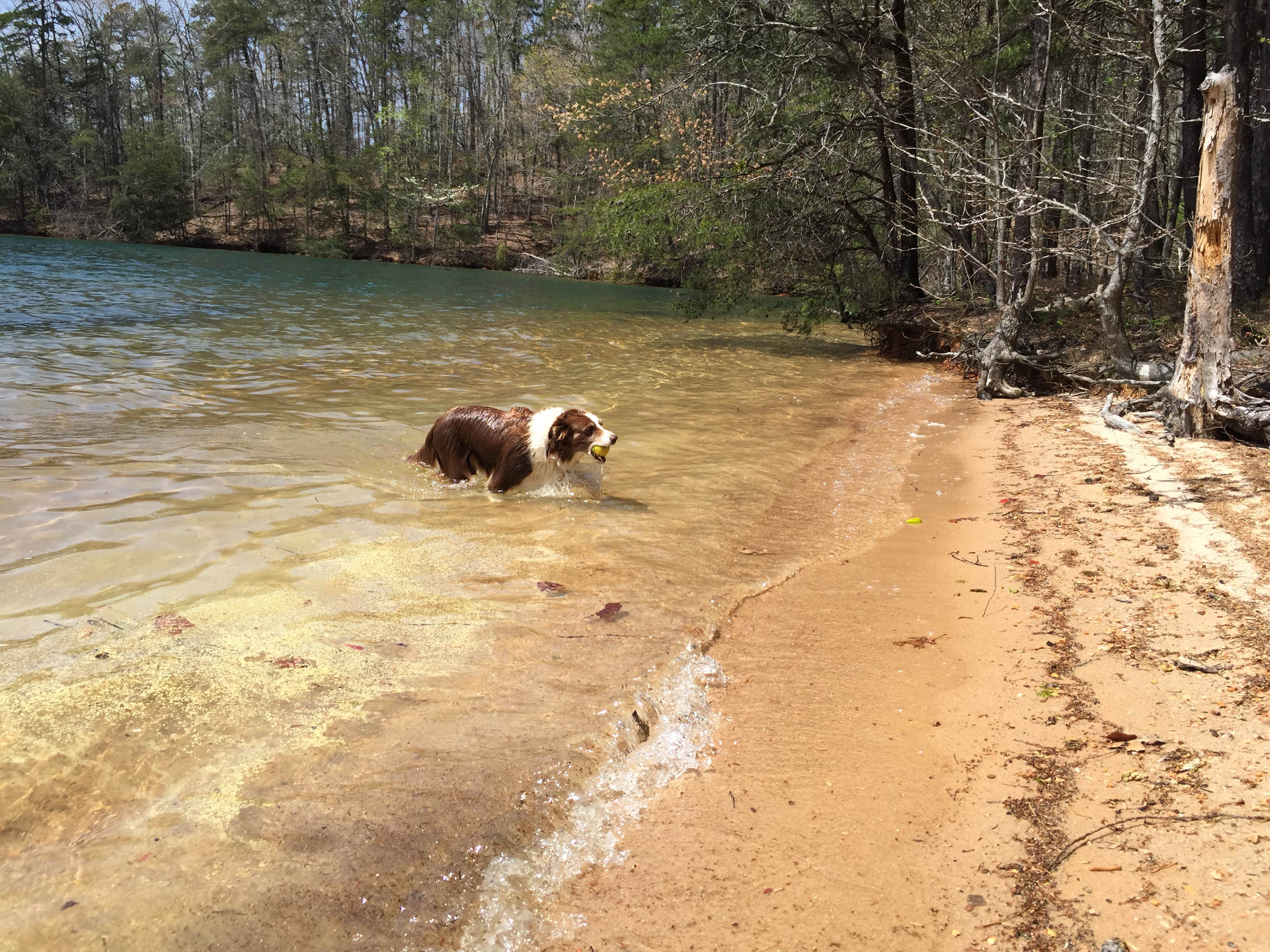 Camper-submitted photo at Mile Creek County Park near Glendale, SC