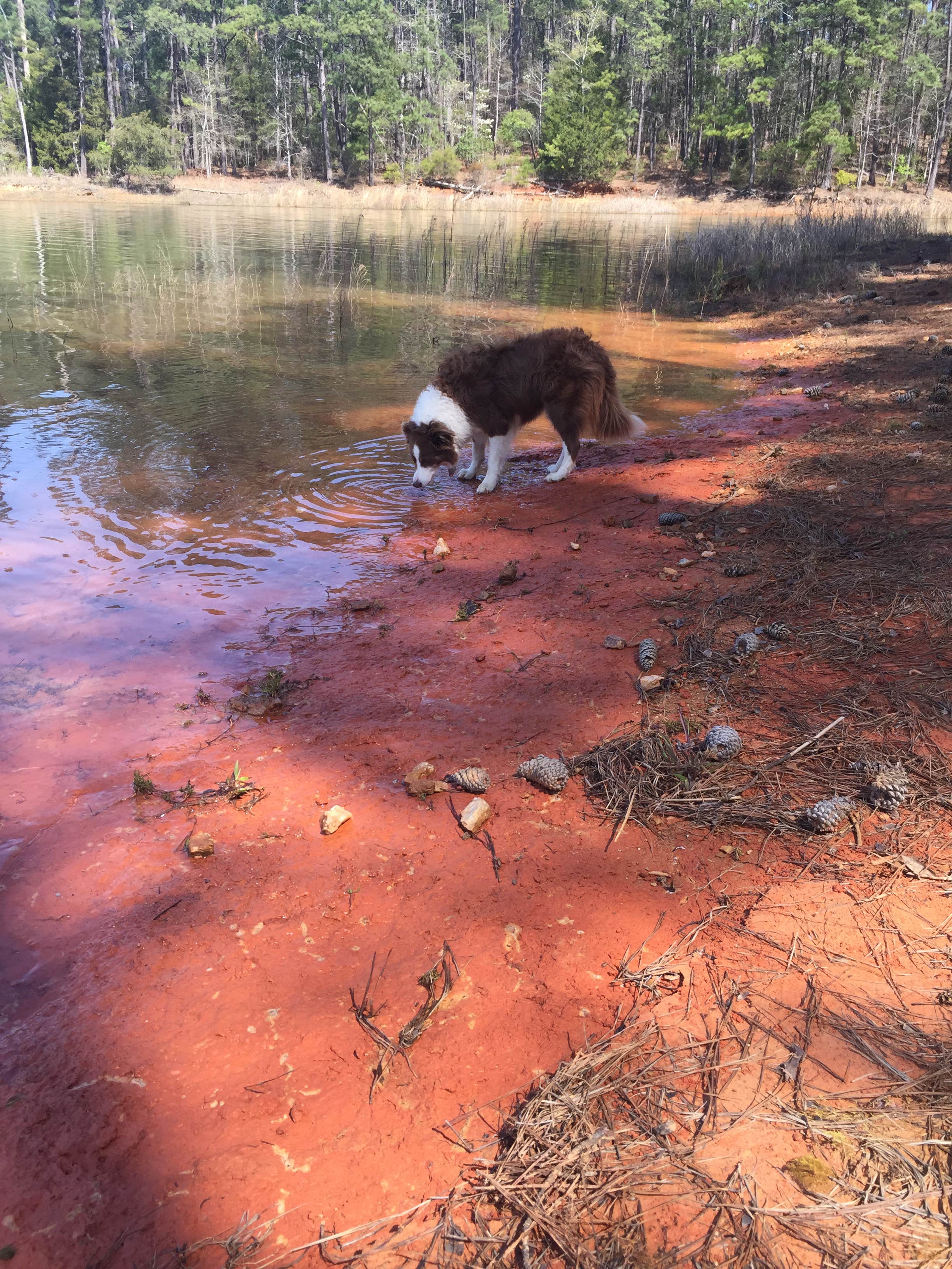 Candis C.'s photo of camping with pets at Hawe Creek near J. Strom Thurmond Lake