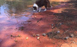 Candis C.'s photo of camping with pets at Hawe Creek near Ninety Six, SC