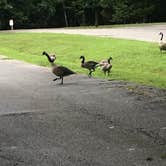 Review photo of Lake of the Ozarks State Park Campground by Todd S., August 1, 2020