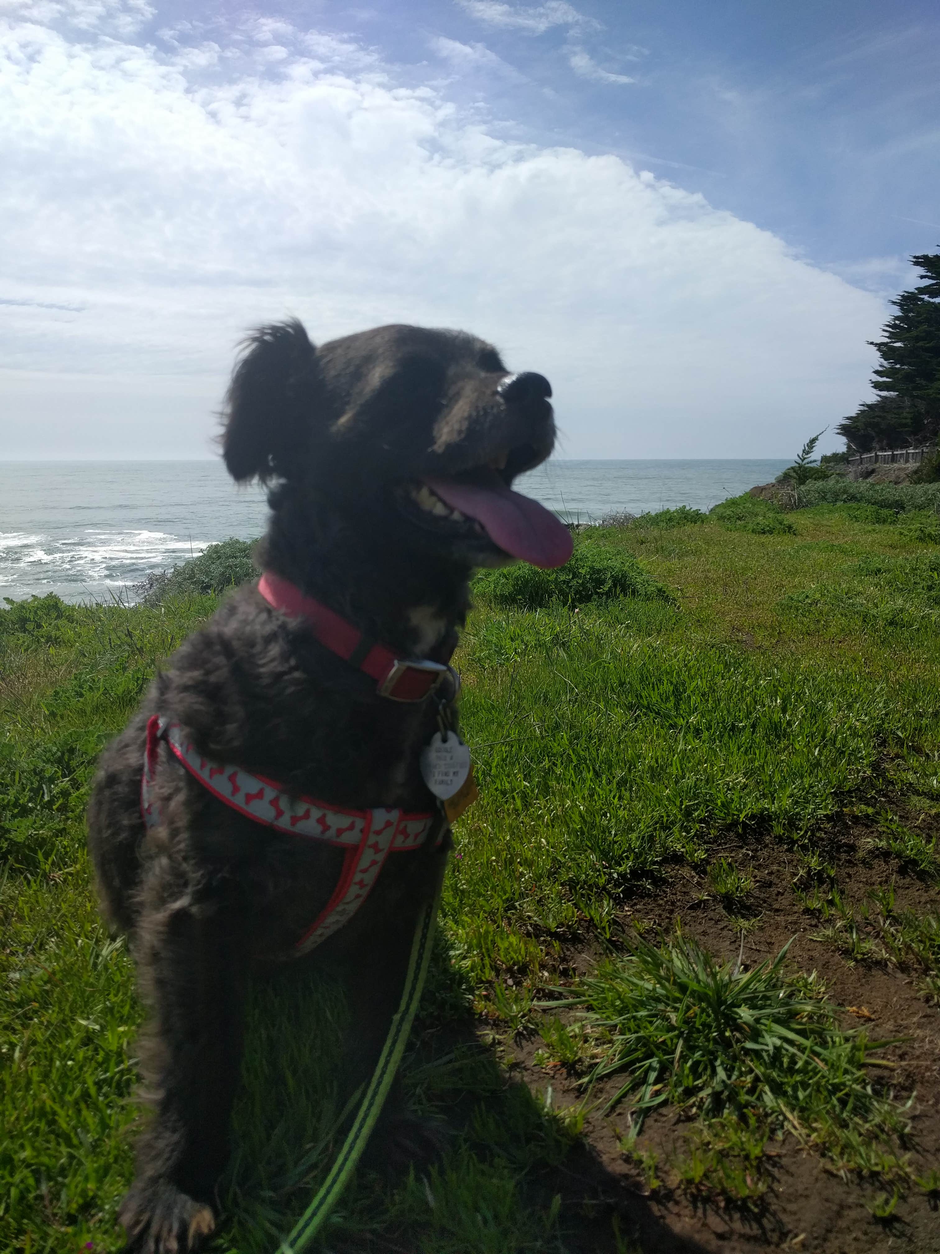 Camper-submitted photo at Gualala Point Regional Park near Gualala, CA