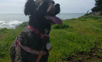 Brenda C.'s photo of camping with pets at Gualala Point Regional Park in California