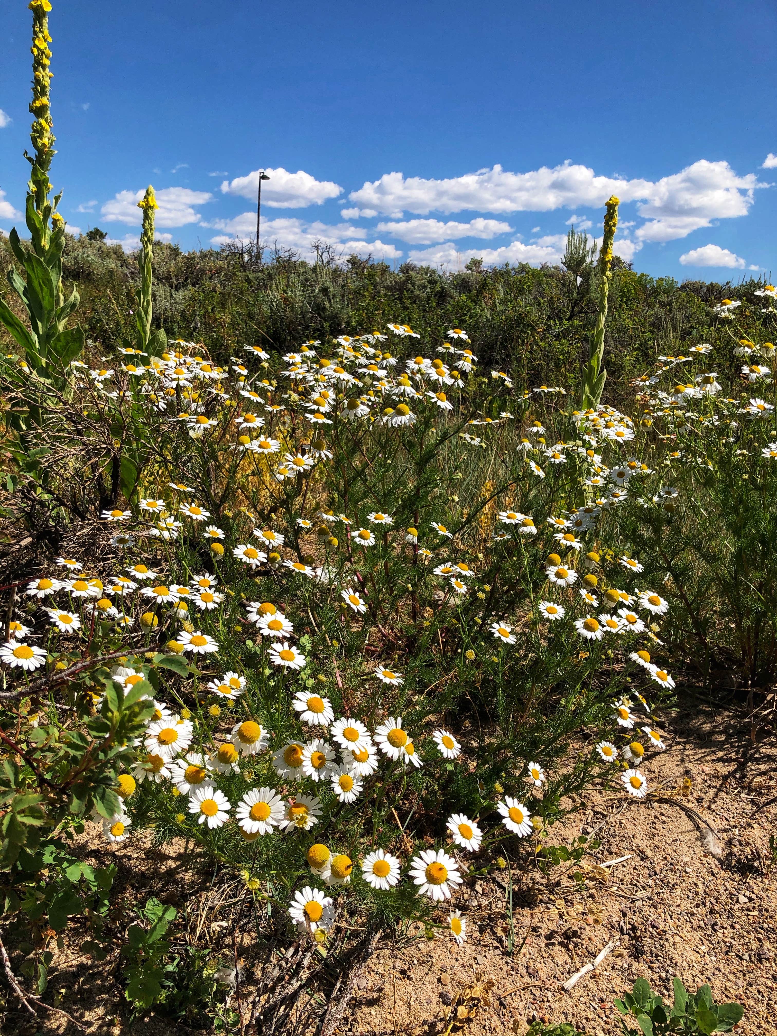Camper-submitted photo at Stillwater Campground near Granby, CO