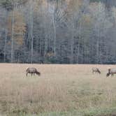 Review photo of Cataloochee Campground — Great Smoky Mountains National Park by Paul B., April 11, 2018