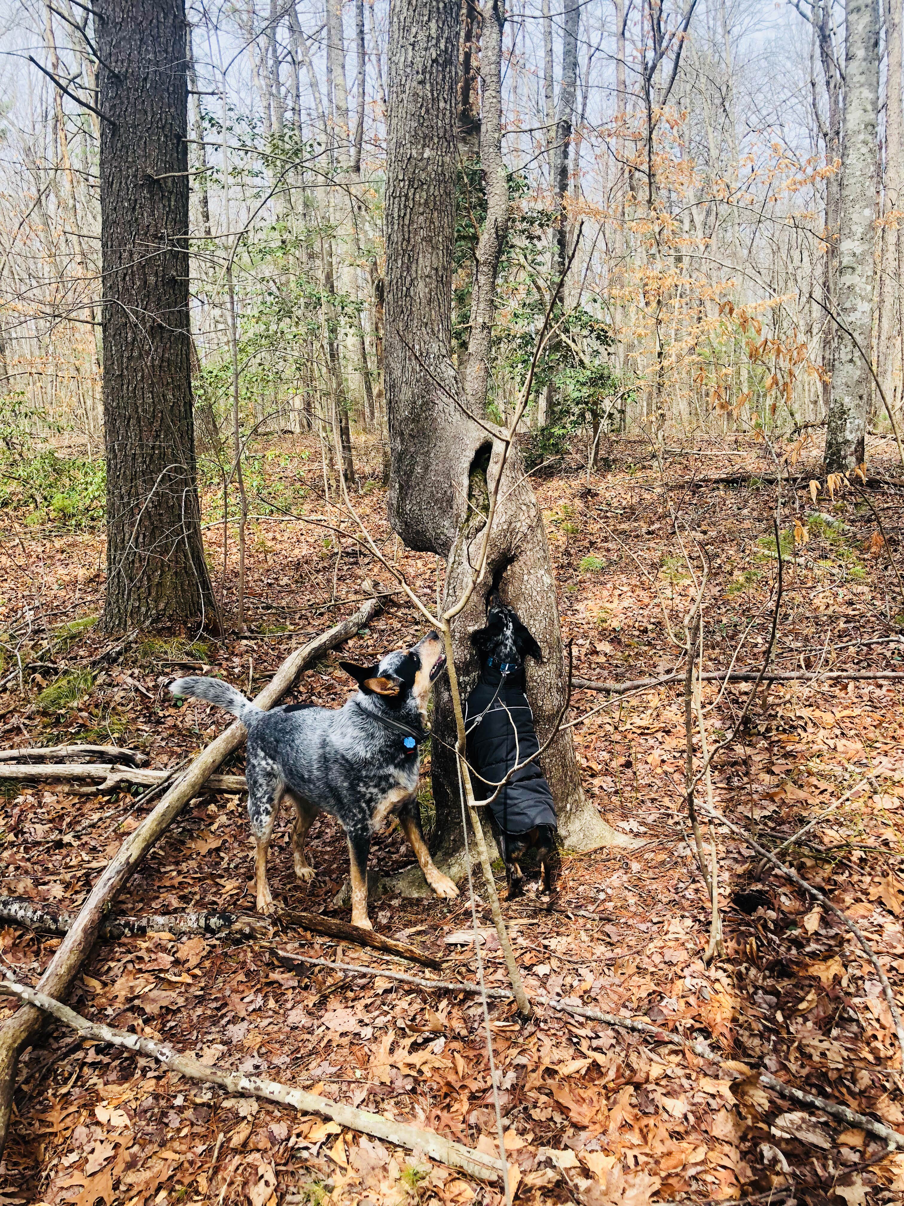 Shelly S.'s photo of camping with pets at Bandy Creek - Big South Fork National River Rec Area in Tennessee