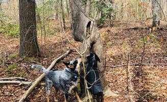 Shelly S.'s photo of camping with pets at Bandy Creek - Big South Fork National River Rec Area near Byrdstown, TN