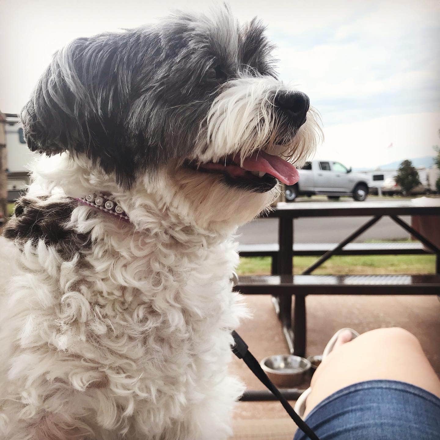Chelsie O.'s photo of camping with pets at Anchor Down RV Resort near Sevierville, TN