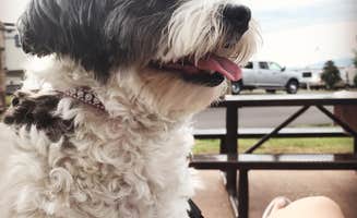 Chelsie O.'s photo of camping with pets at Anchor Down RV Resort near Kodak, TN