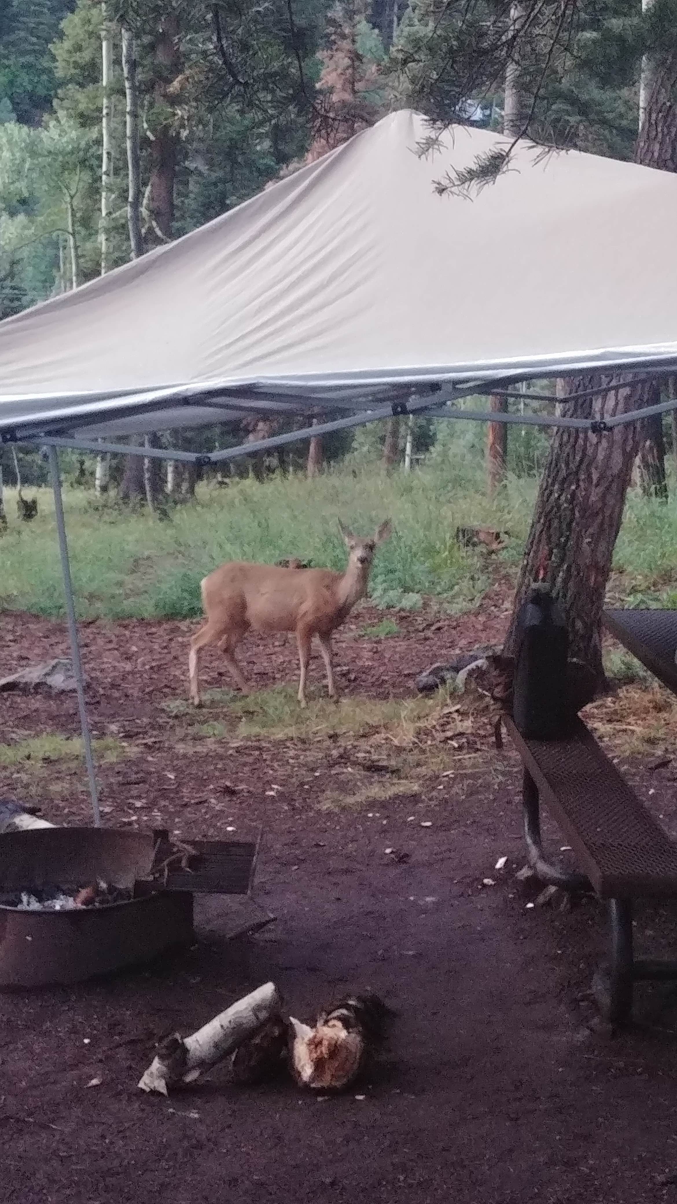 Fred B.'s photo of tent camping at Angel Creek Campground near Rico, CO