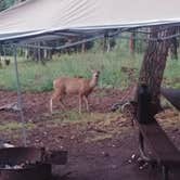 Review photo of Angel Creek Campground by Fred B., August 1, 2020