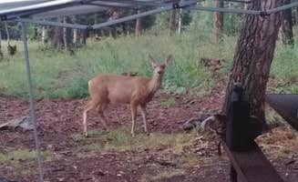 Fred B.'s photo of tent camping at Angel Creek Campground near Grand Mesa, Uncompahgre, and Gunnison National Forests