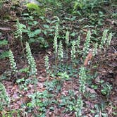 Review photo of Raccoon Branch Campground by Lisa S., August 1, 2020