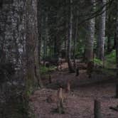 Review photo of Kachess Campground by Dene H., August 1, 2020