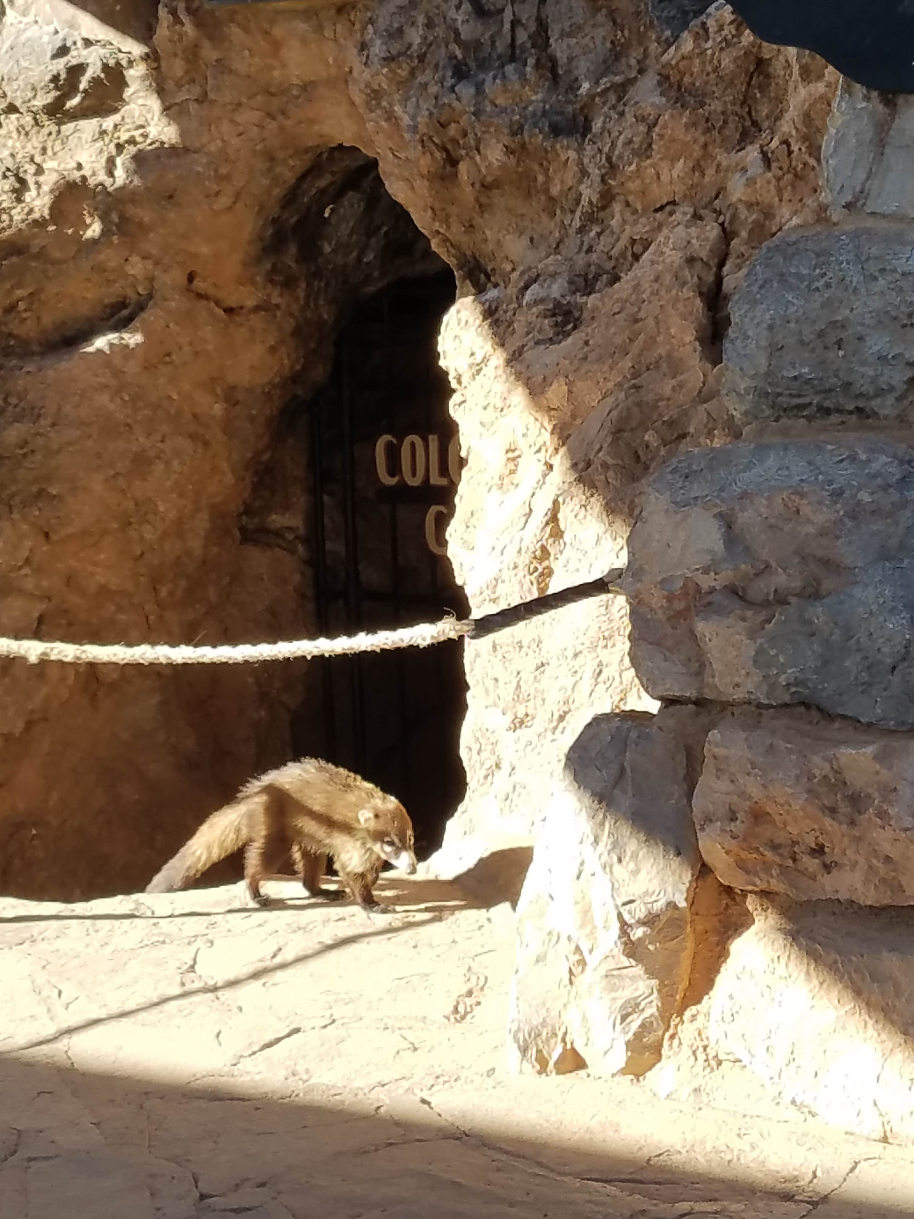 Camper submitted image from Colossal Cave Mountain Park - 4