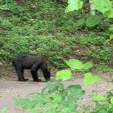 Review photo of Pigeon Forge/Gatlinburg KOA Campground by Michael M., August 2, 2020