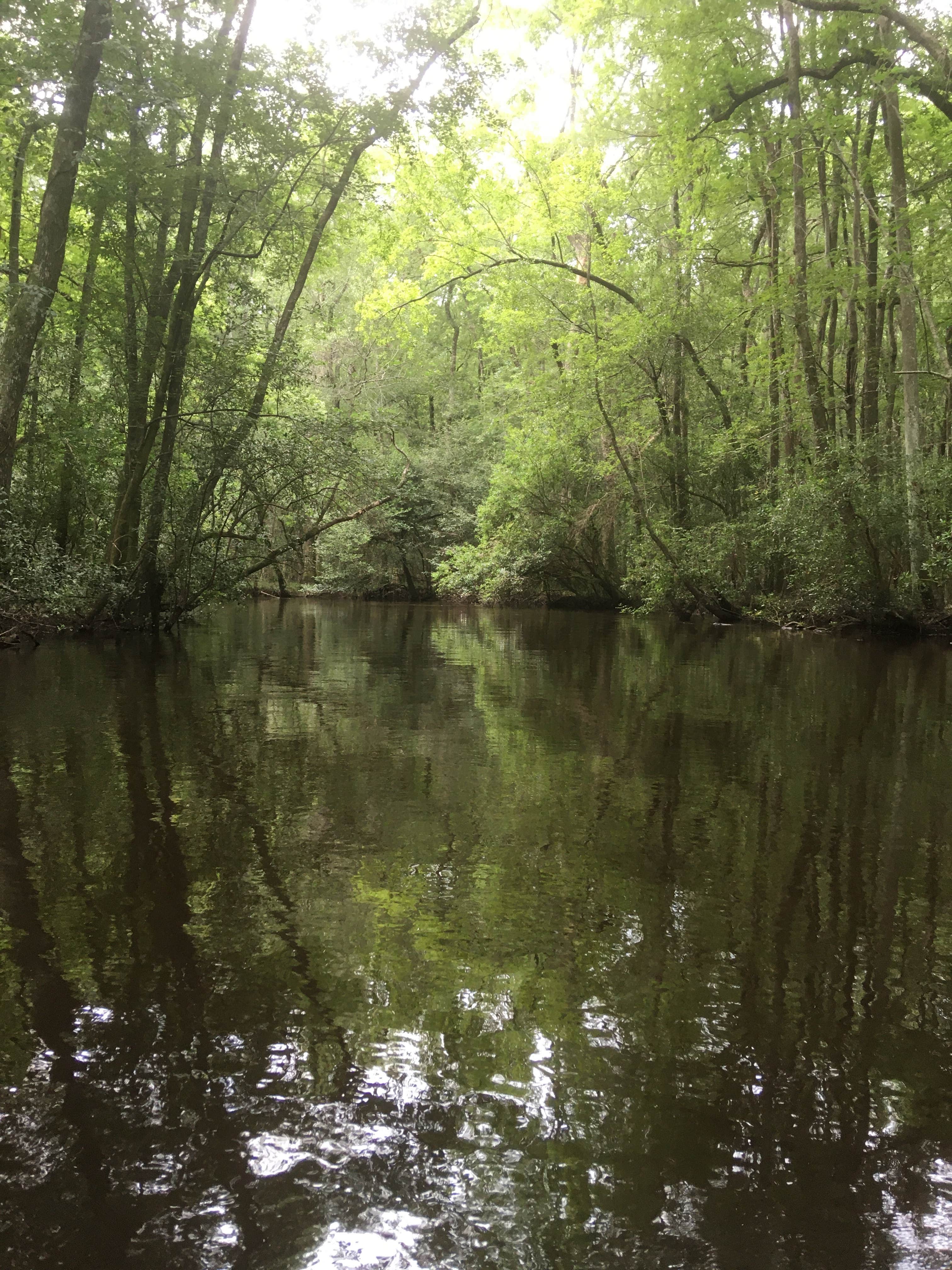 Camper-submitted photo at Aiken State Park Campground near Allendale, SC