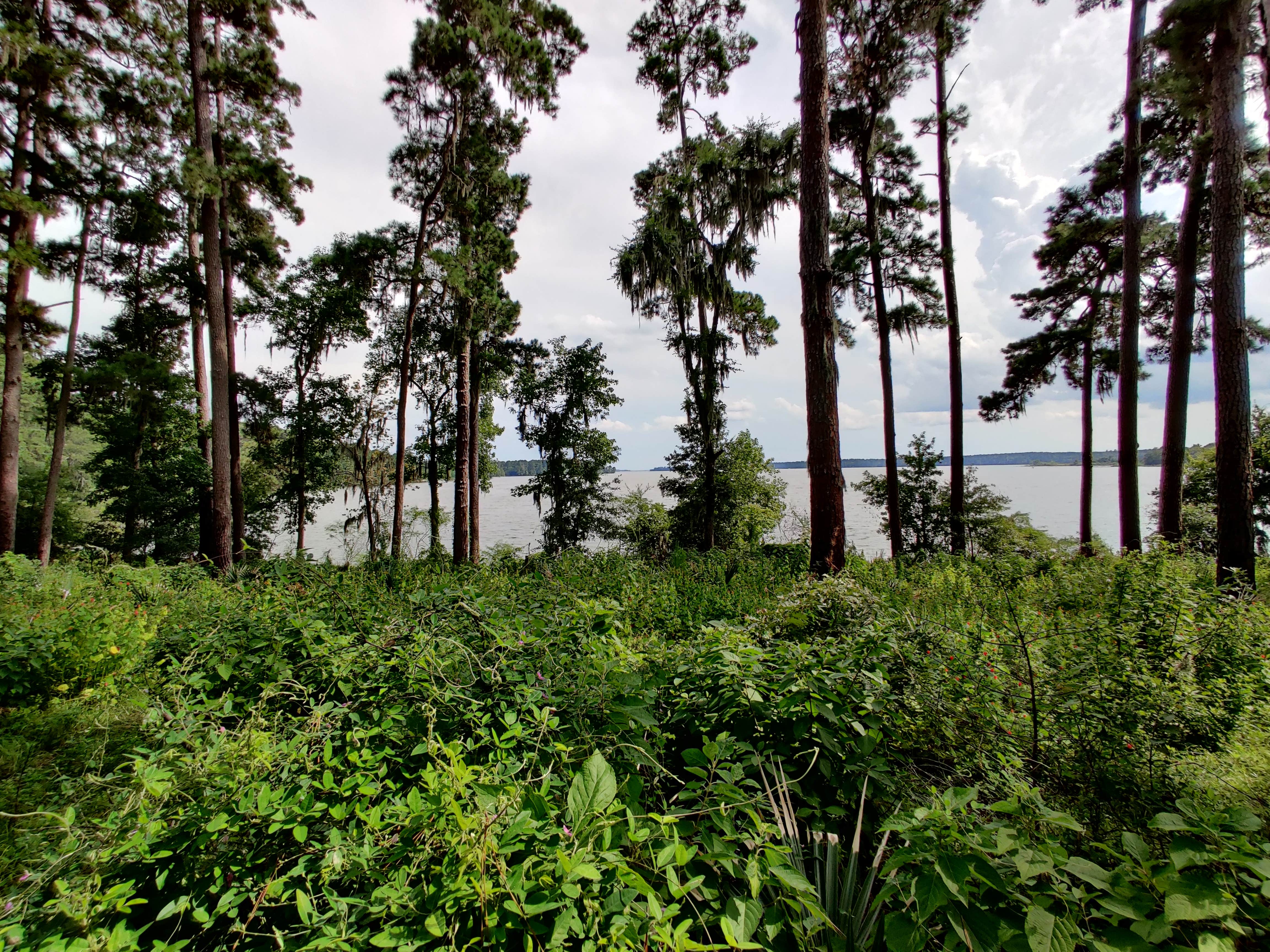 Camper submitted image from Sam Houston National Forest Cagle Recreation Area - 2