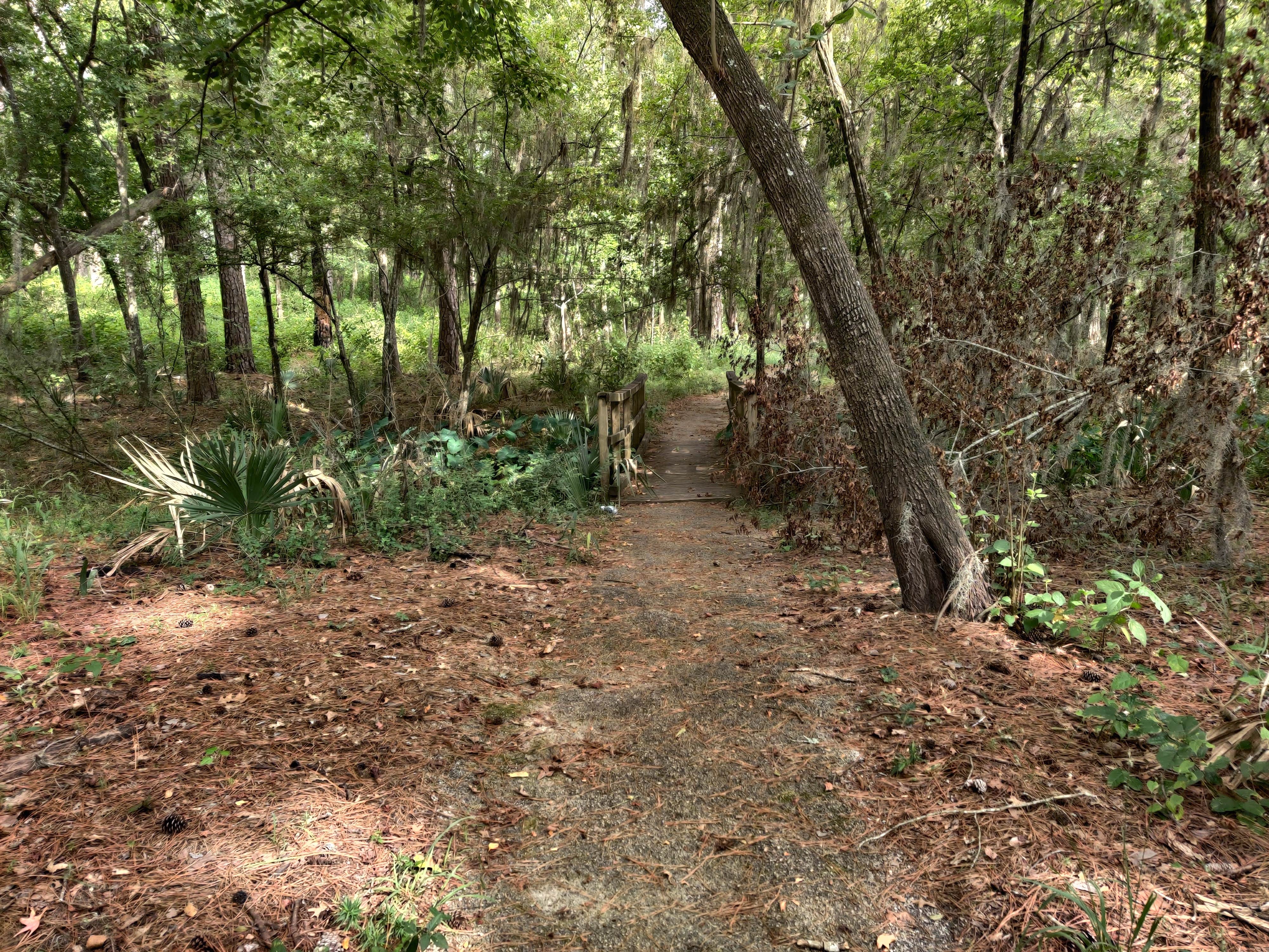 Camper submitted image from Sam Houston National Forest Cagle Recreation Area - 5