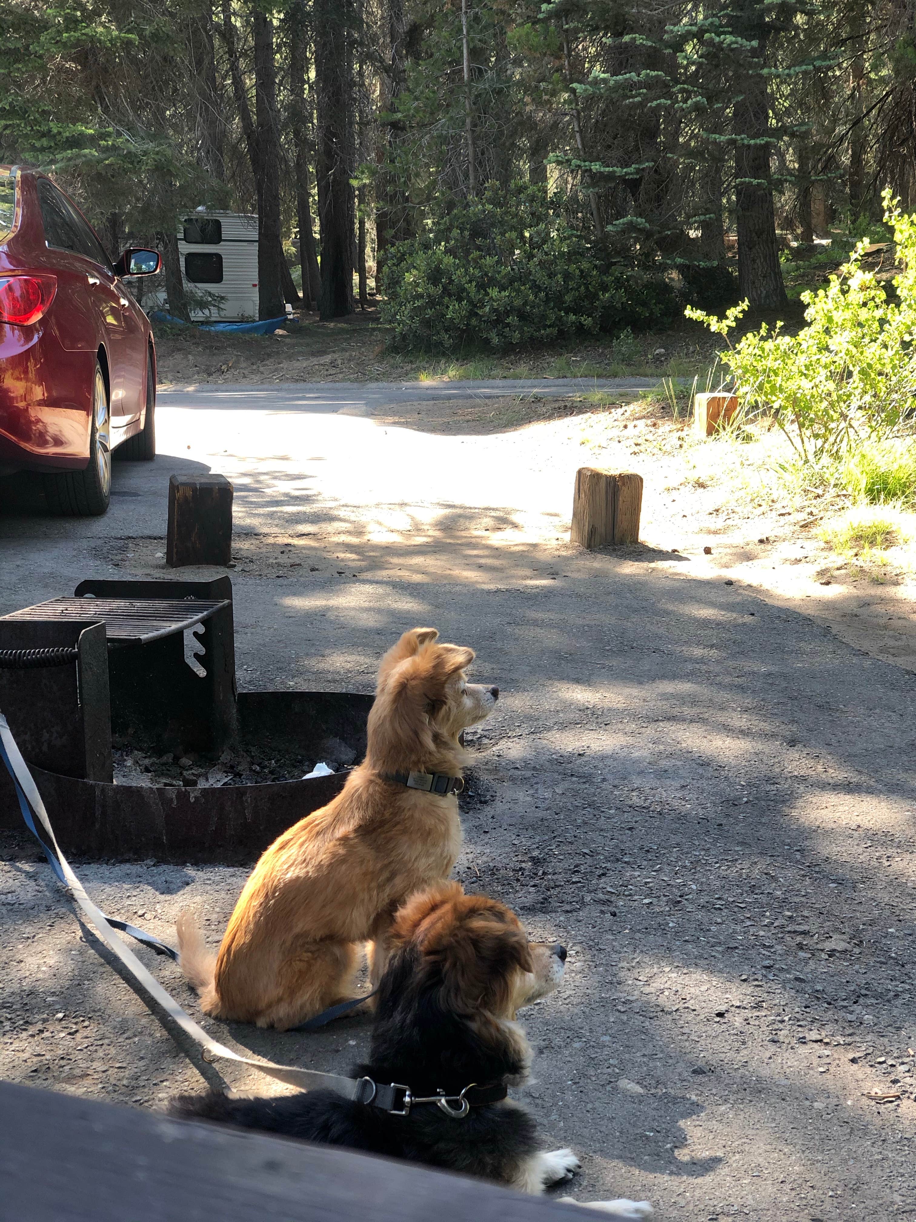 Alisha  C.'s photo of camping with pets at Deer Creek Campground near Sierra National Forest