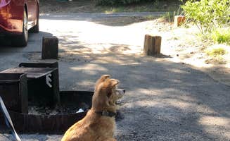 Alisha  C.'s photo of camping with pets at Deer Creek Campground near Sierra National Forest