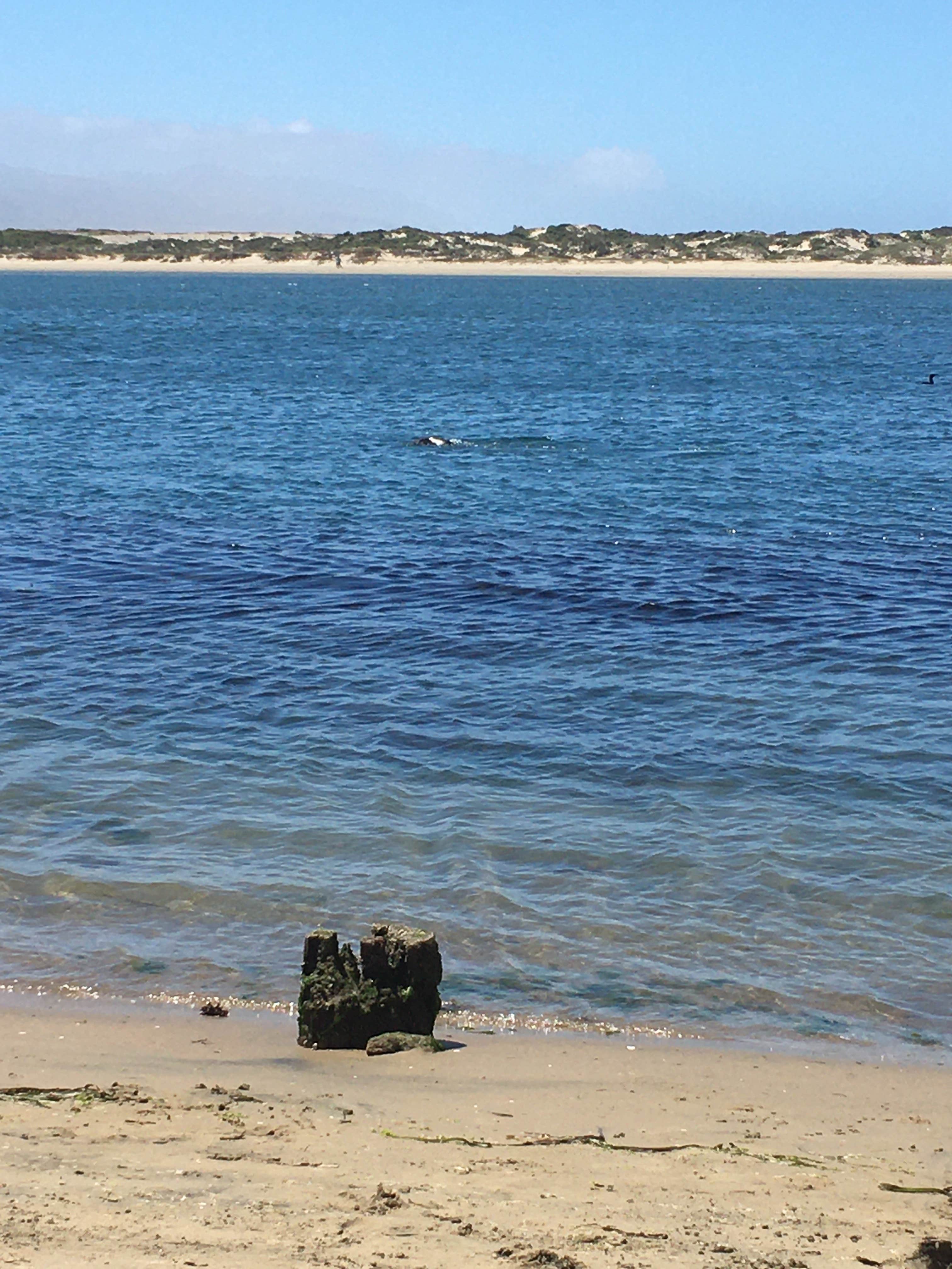 Camper-submitted photo at Morro Strand State Beach Campground near San Luis Obispo, CA