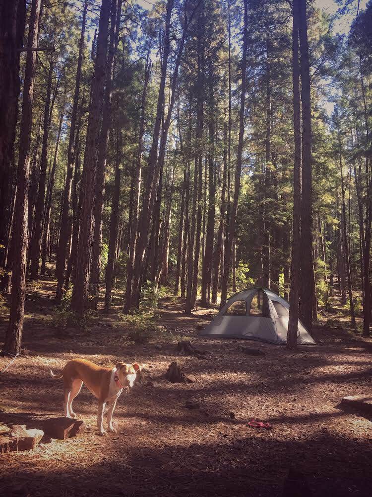 Elizabeth C.'s photo at Christopher Creek near Young, AZ
