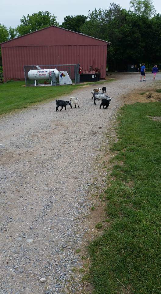 Baby goats!!