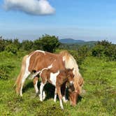 Review photo of Hickory Ridge Campground — Grayson Highlands State Park by Dave V., August 2, 2020