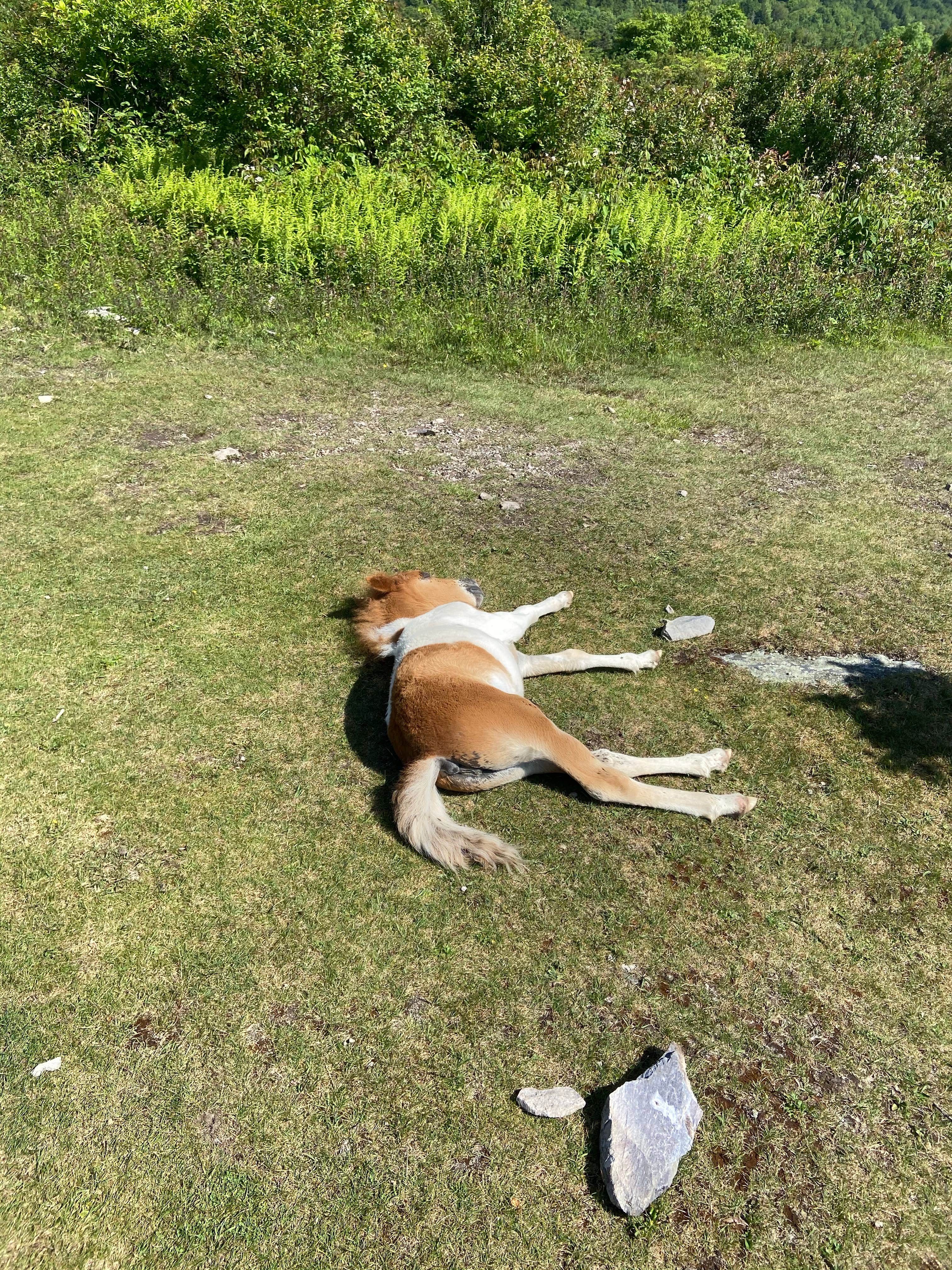 Dave V.'s photo of camping with pets at Hickory Ridge Campground — Grayson Highlands State Park near Laurel Bloomery, TN