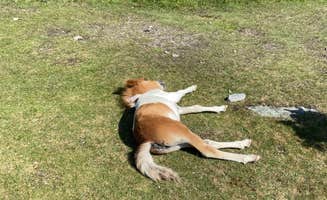 Dave V.'s photo of camping with pets at Hickory Ridge Campground — Grayson Highlands State Park near Laurel Bloomery, TN
