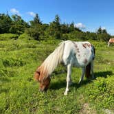 Review photo of Hickory Ridge Campground — Grayson Highlands State Park by Dave V., August 2, 2020