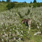 Review photo of Hickory Ridge Campground — Grayson Highlands State Park by Dave V., August 2, 2020