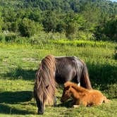 Review photo of Hickory Ridge Campground — Grayson Highlands State Park by Dave V., August 2, 2020